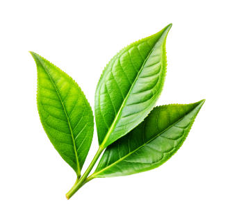 Sustainability